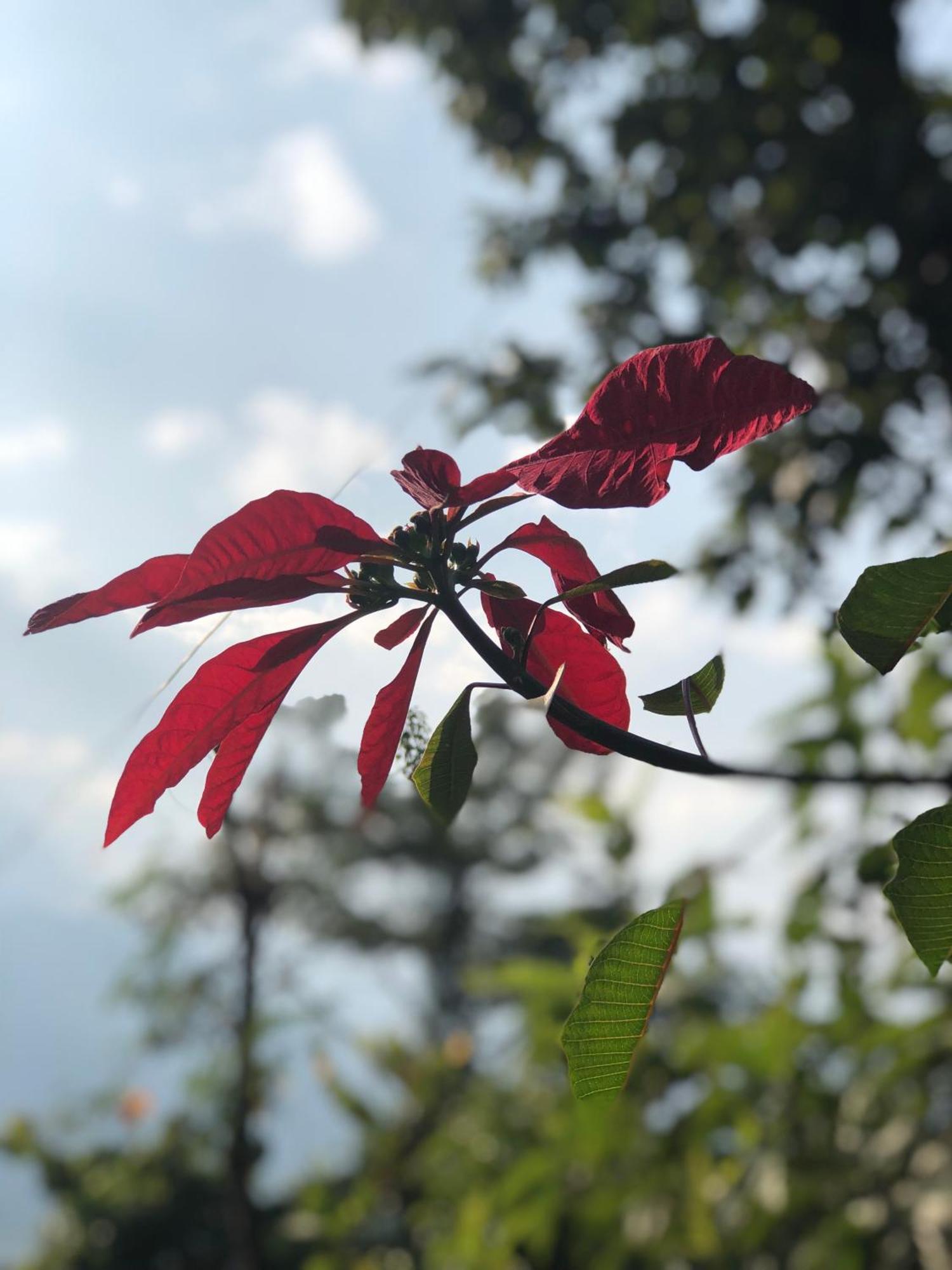 Into The Wild Pokhara Villa Kaski Ngoại thất bức ảnh