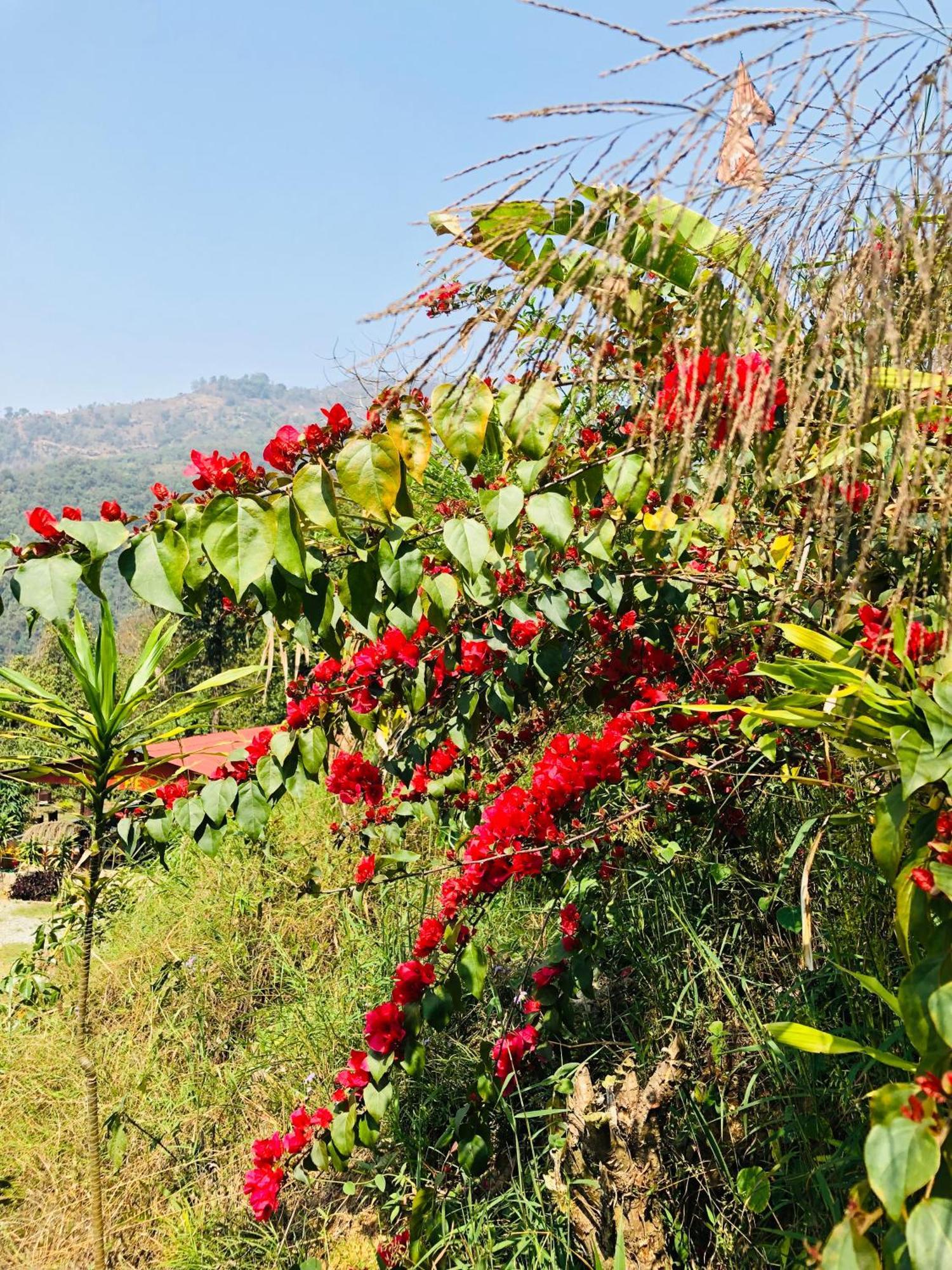 Into The Wild Pokhara Villa Kaski Ngoại thất bức ảnh