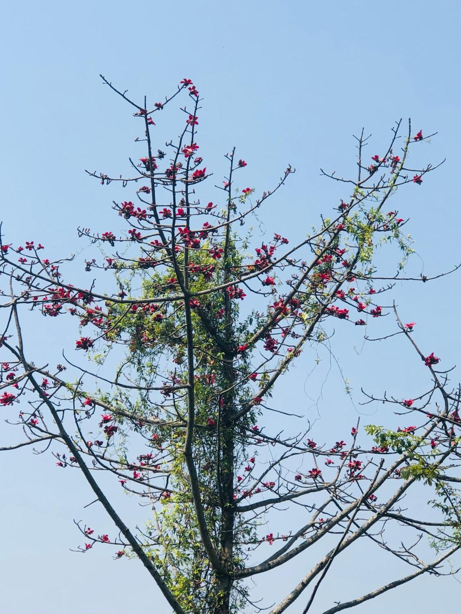 Into The Wild Pokhara Villa Kaski Ngoại thất bức ảnh